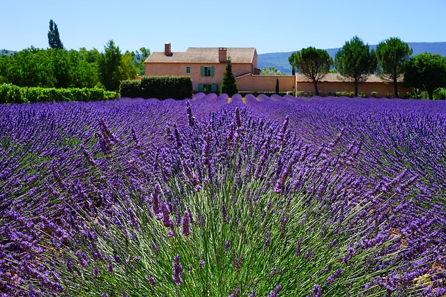 remède anti poux naturel
