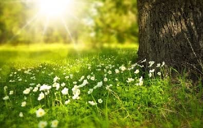 nature-forme